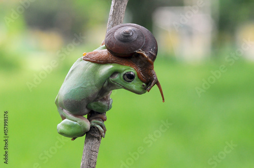 frog, tree frog, snails, dumpy frog