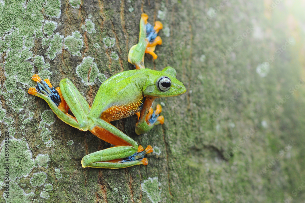 Fototapeta premium Reinwardt's Flying Frog on Tree Trunk