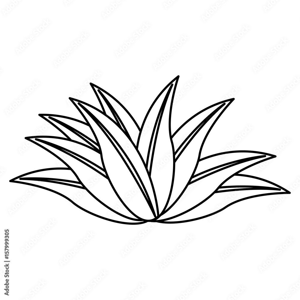 plant leaves tropical nature botanical outline vector illustration