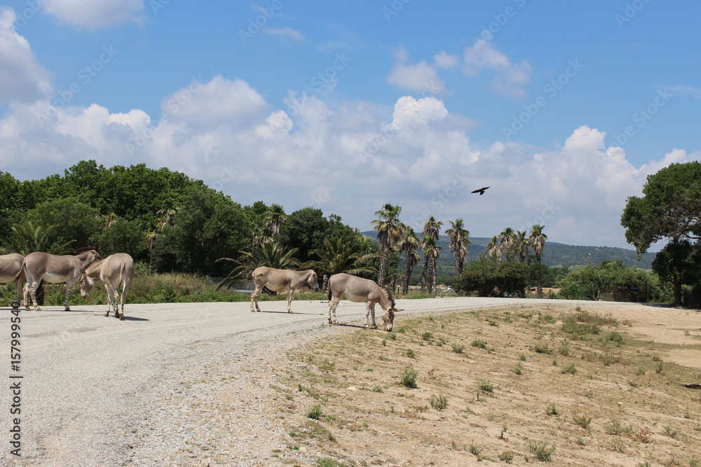 des âne de somalie qui traverse la route
