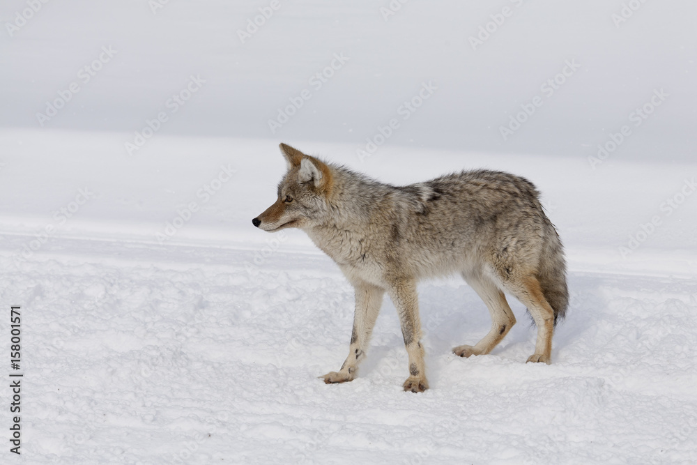 Coyote, Winter, Yellowstone NP