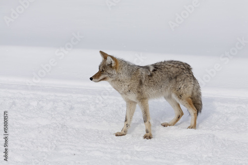 Coyote, Winter, Yellowstone NP