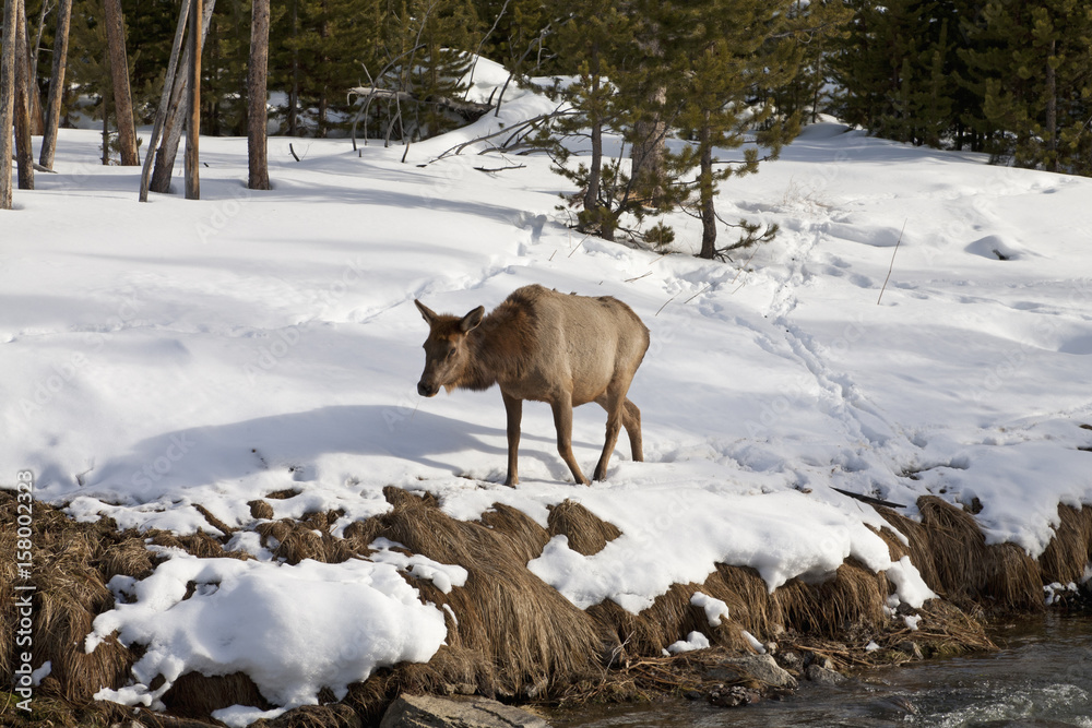 Fototapeta premium Elk near River, Winter, Yellowstone NP