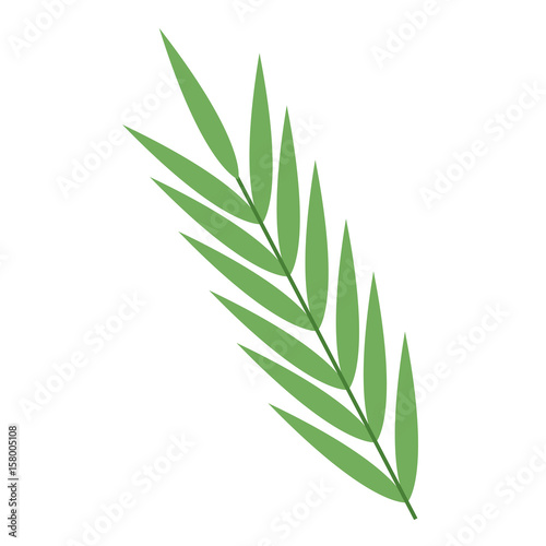 tropical leaves nature foliage flora botany icon vector illustration