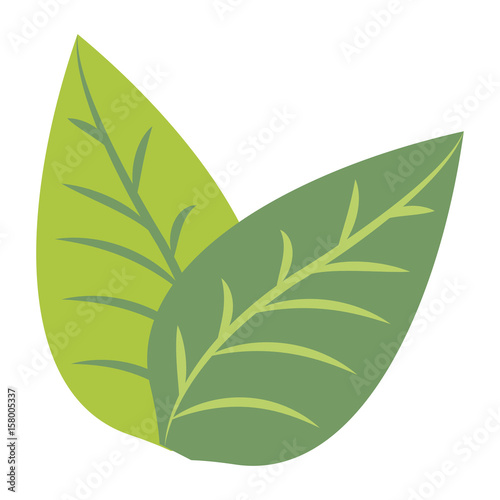 tropical leaves nature foliage flora botany icon vector illustration