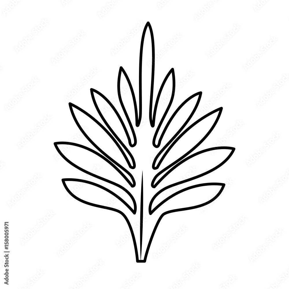 tropical leaves nature foliage flora botany icon vector illustration
