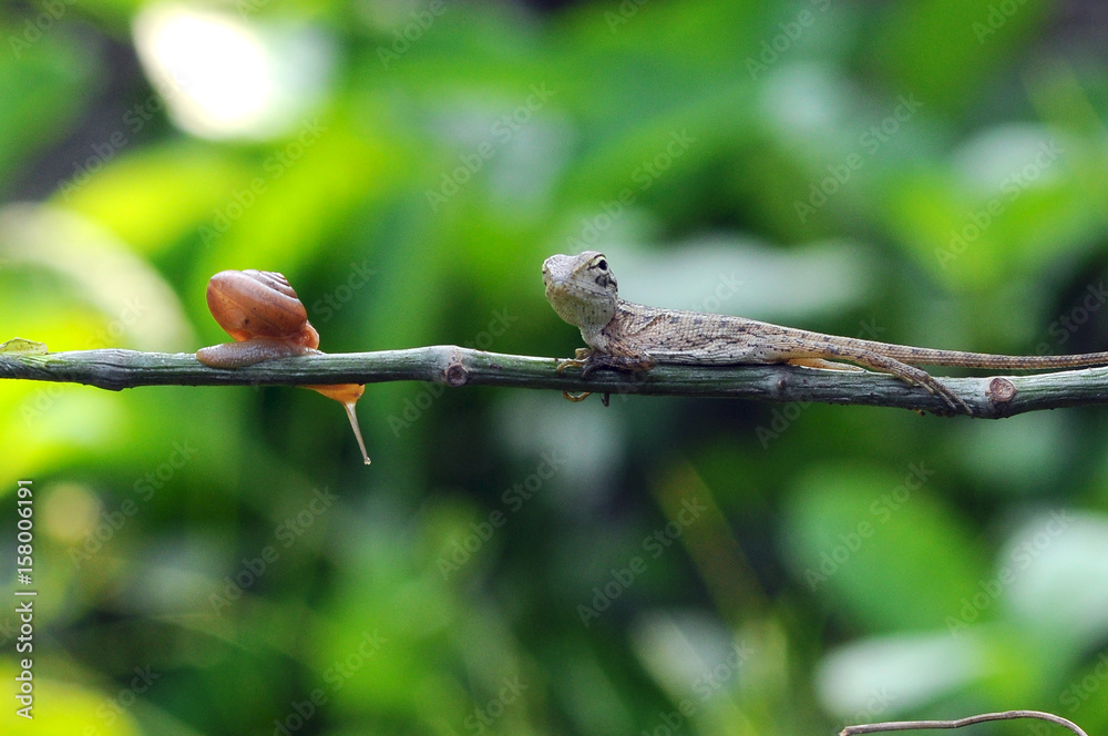 Fototapeta premium Lizard and a snail on a branch