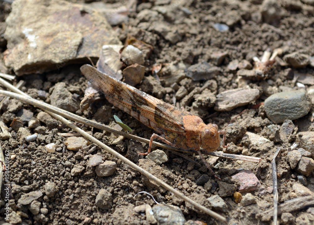 Orange Grasshopper/Orange tinted grasshopper Orange Grasshopper/Orange tinted grasshopper