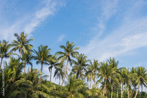 Fototapeta Naklejka Na Ścianę i Meble -  coconut palm tree on the beach of thailand, coconut tree with blur sky on the beach for summer concept background.