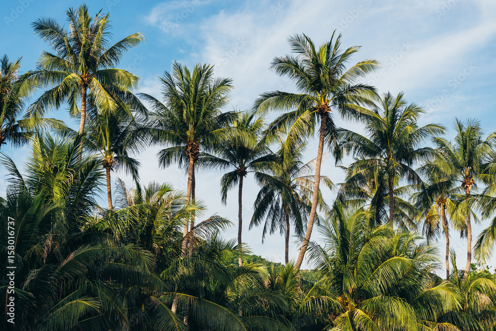 coconut palm tree on the beach of thailand, coconut tree with blur sky on the beach for summer concept background.