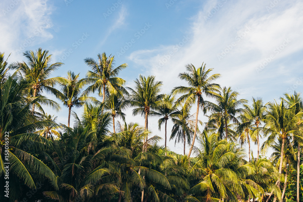 coconut palm tree on the beach of thailand, coconut tree with blur sky on the beach for summer concept background. coconut palm tree on the beach of thailand, coconut tree with blur sky on the beach for summer concept background.