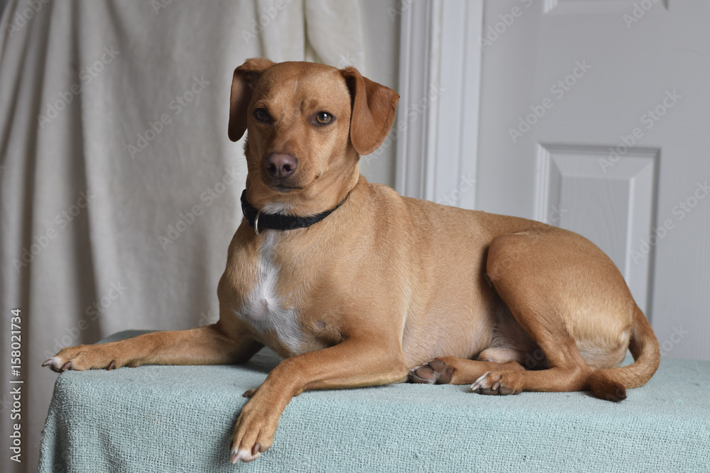 Short haired brown dog posing for portrait Stock Photo | Adobe Stock
