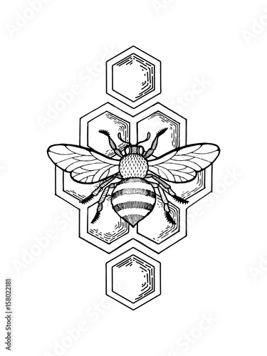 Bee and honeycombs engraving style vector