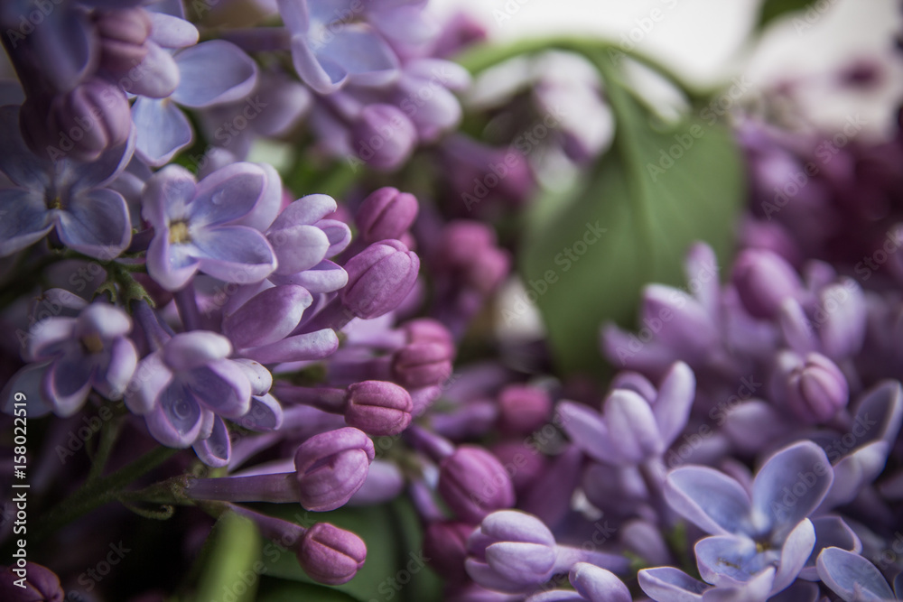 Lilac blossoms. Spring floral background close up