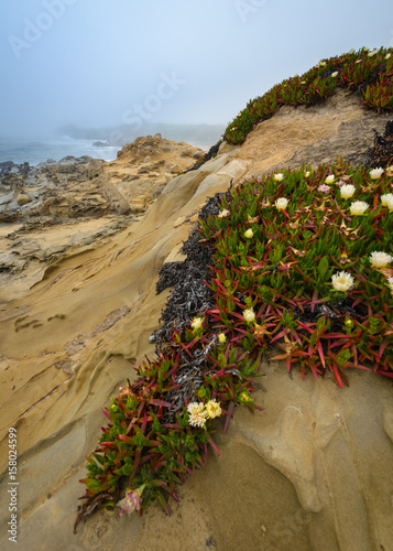Obraz na płótnie Bean Hollow State Beach California w salonie