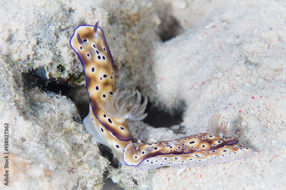 Nudibranchs, Hypselodoris tryoni