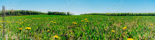 Panorama of lush spring field with dandelion flowers on bright sunny day