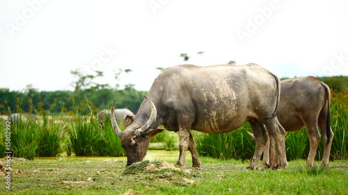 Lifestyleof the buffaloes, live outside the city. Everyday routine is swimming, sunbathing and eating grass. In the agricultural or livestock concepts. photo