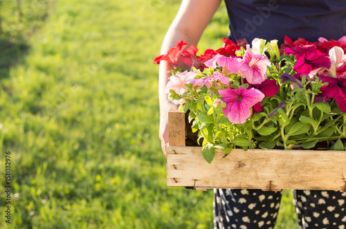 gardener holding box with petunias