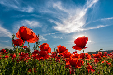 Papier peint photo Coquelicots Coquelicots en montagne fleurie  © Pellinni