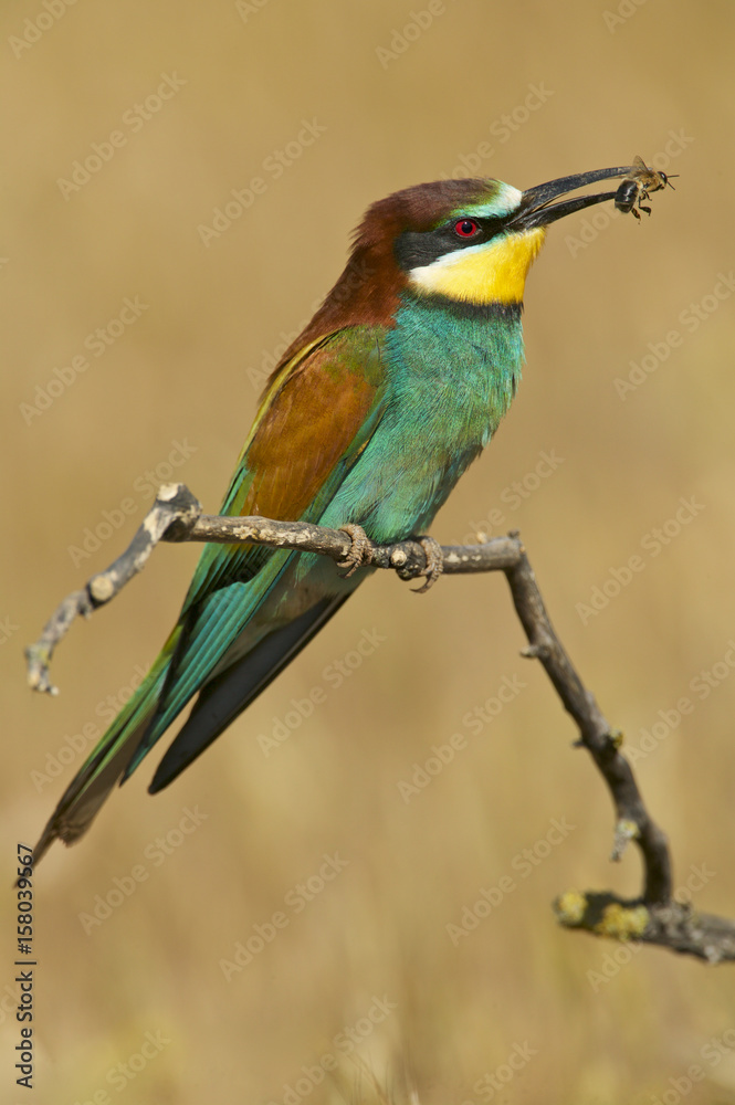 European bee-eater (Merops apiaster)