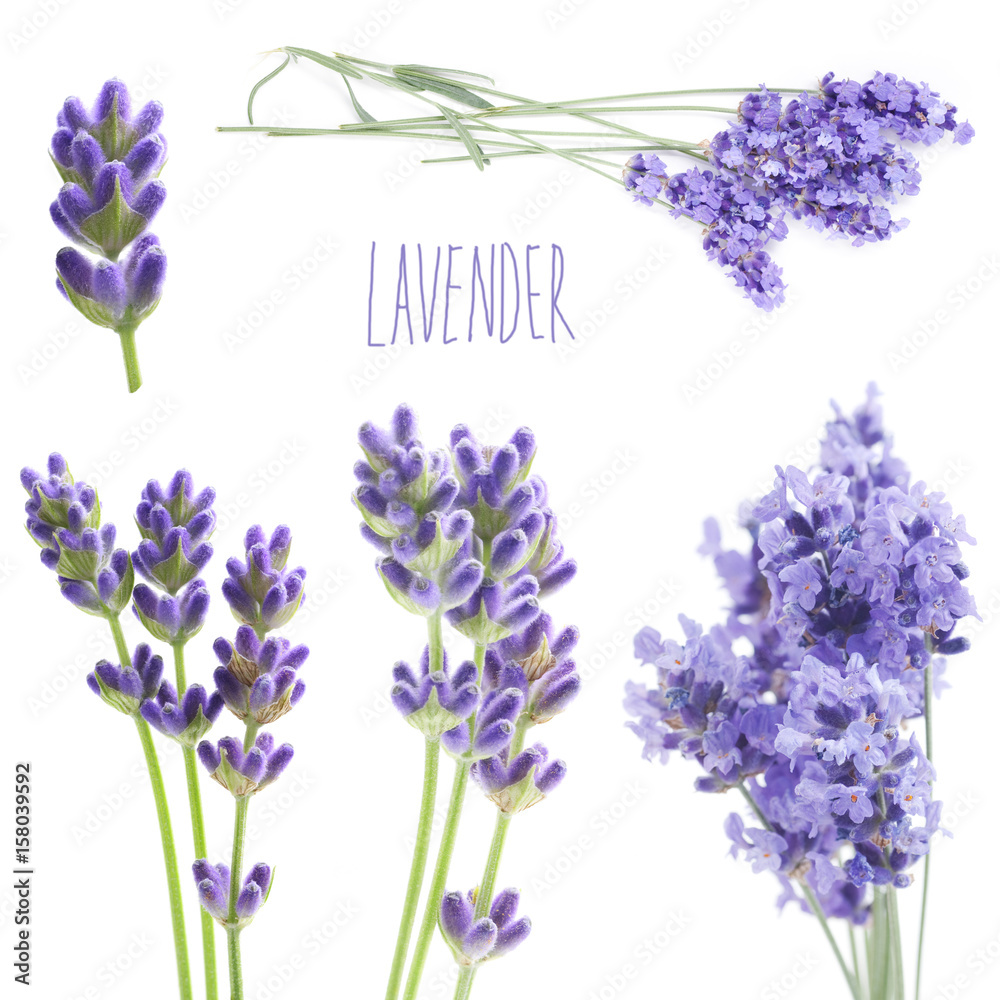 Fototapeta flowers of lavender on a white background