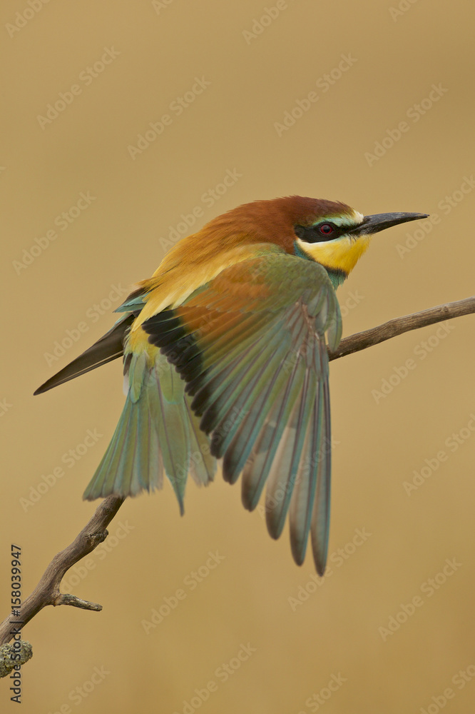 Obraz premium European bee-eater (Merops apiaster) stretching a wing