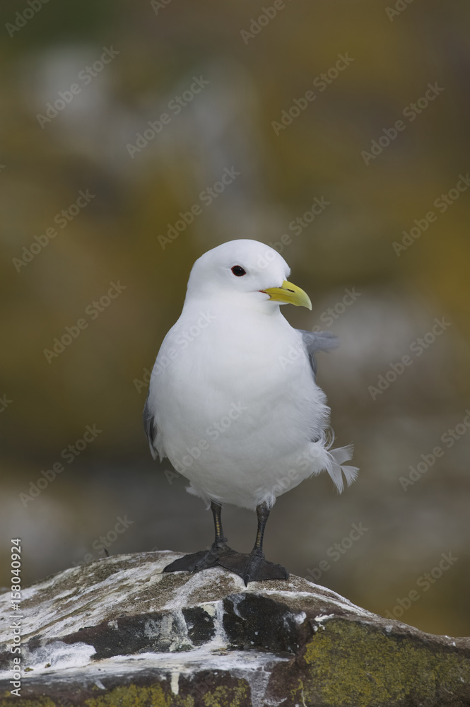Black-legged Kittiwake (Rissa tridactyla) Black-legged Kittiwake (Rissa tridactyla)