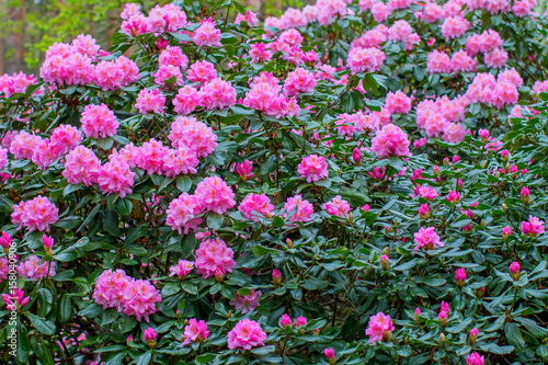 Blooming rhododendron bushes