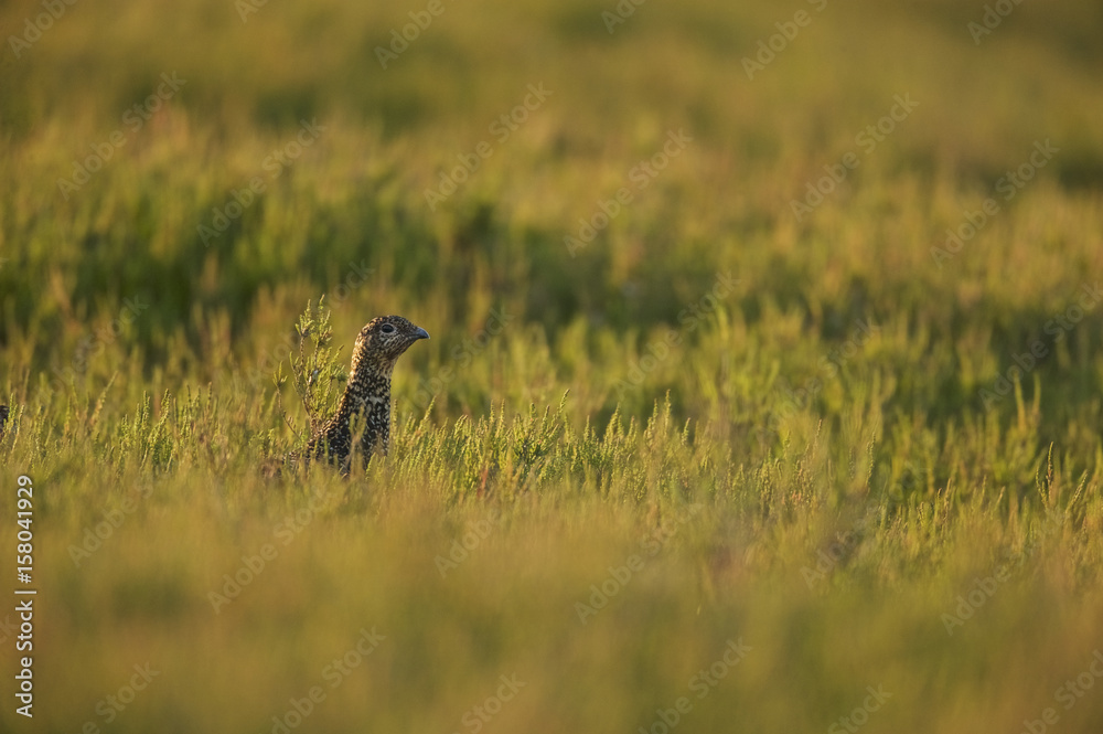 Red Grouse (Lagopus lagopus scoticus) Yorkshire Dales UK Red Grouse (Lagopus lagopus scoticus) Yorkshire Dales UK