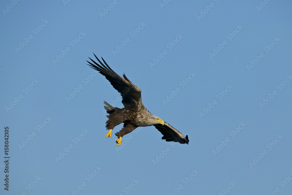 White-tailed Sea Eagle (Haliaeetus albicilla), Norway