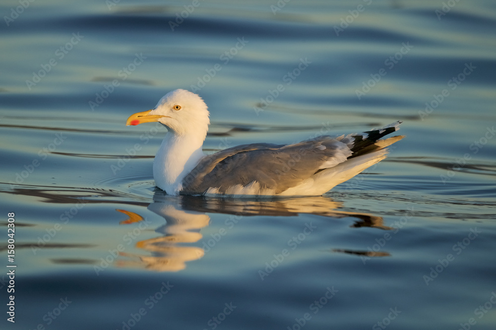 hering gull (Larus argentatus) floating on the surface