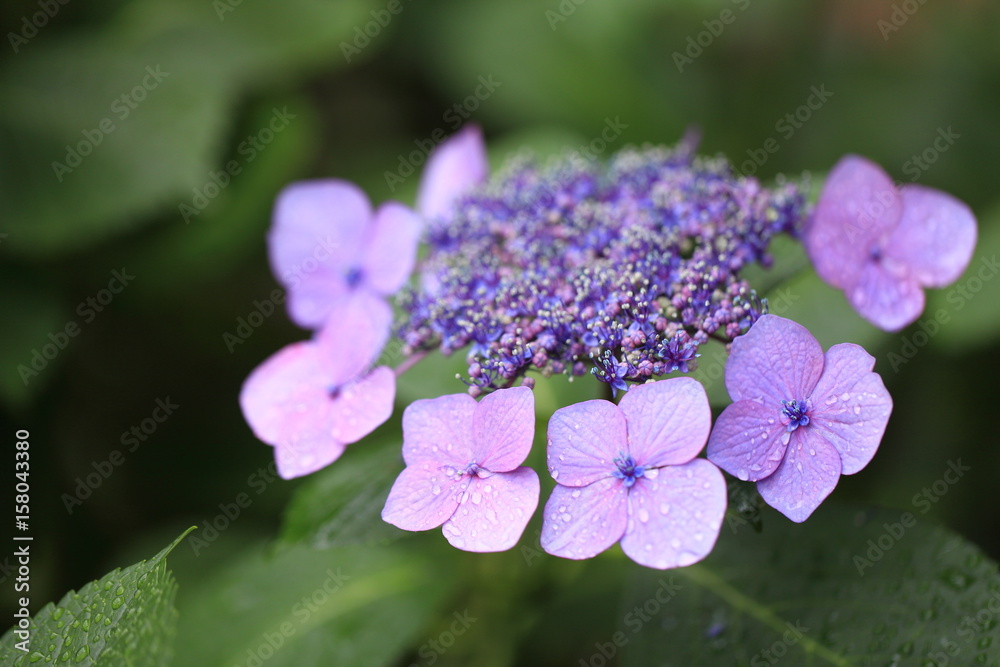 紫陽花と水滴