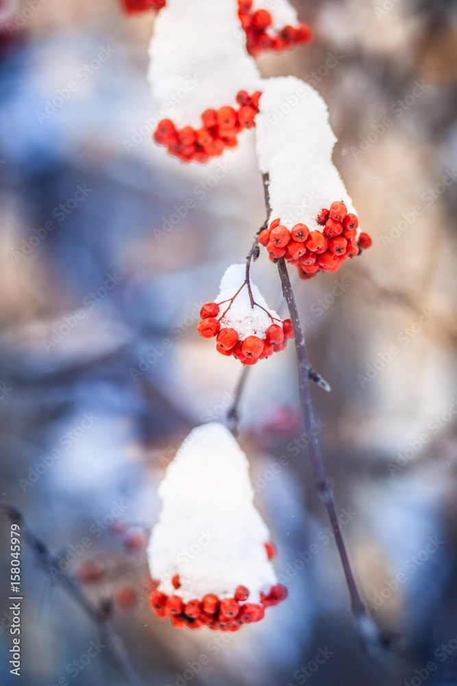 bright bunches of rowan and first snow