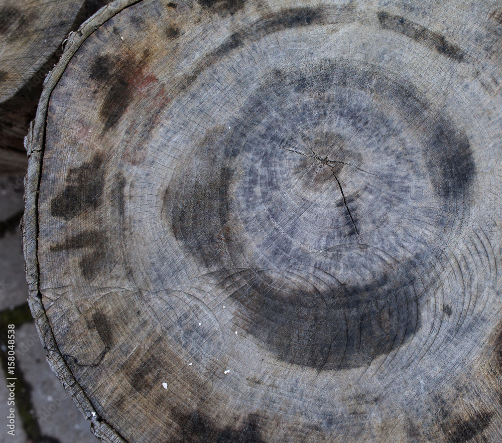 Did you know that the process of counting tree rings to learn their exact  age is called dendrochronology? ⁠Learn this & more in Treepedia by Joan  Maloof... | By Princeton NatureFacebook