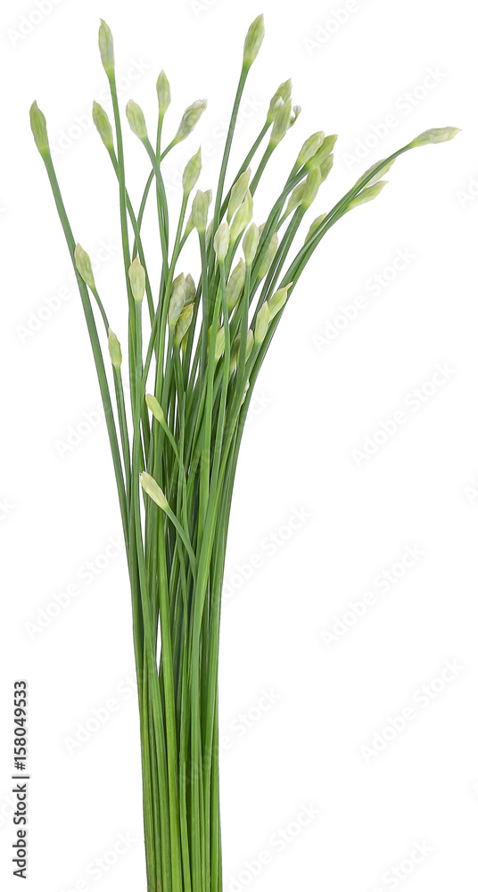 Onion Flower Stem isolated on white background Onion Flower Stem isolated on white background