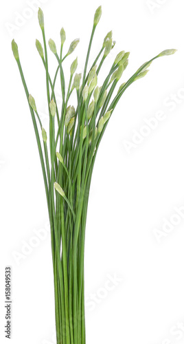 Onion Flower Stem isolated on white background