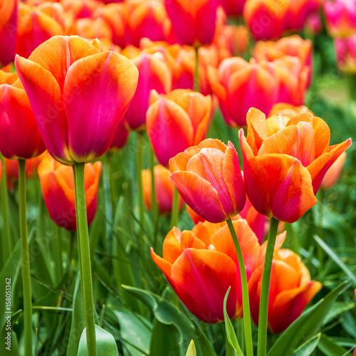 red garden flowers tulips, red, Keukenhof, Netherlands, Holland