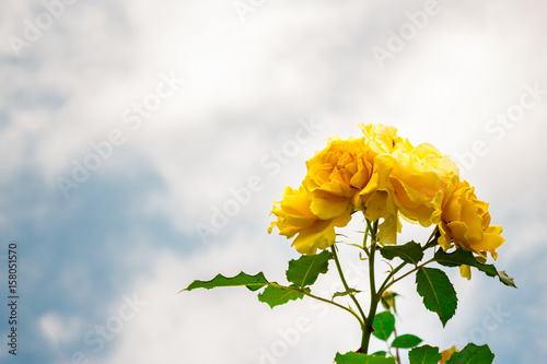 Φωτογραφία yellow roses