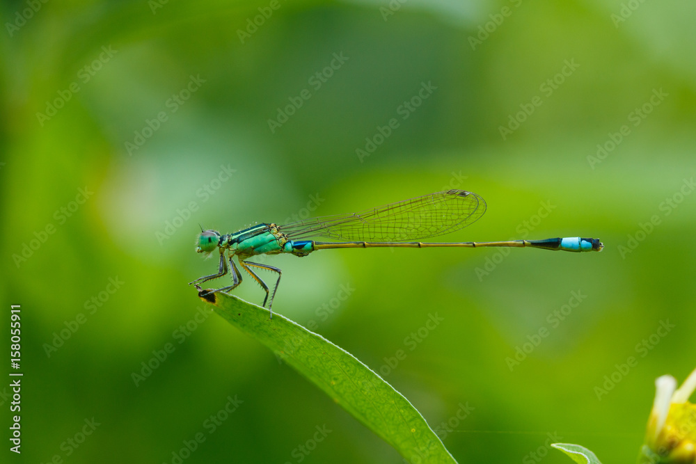Insects, Dragonfly, Damselfly. Insects, Dragonfly, Damselfly.