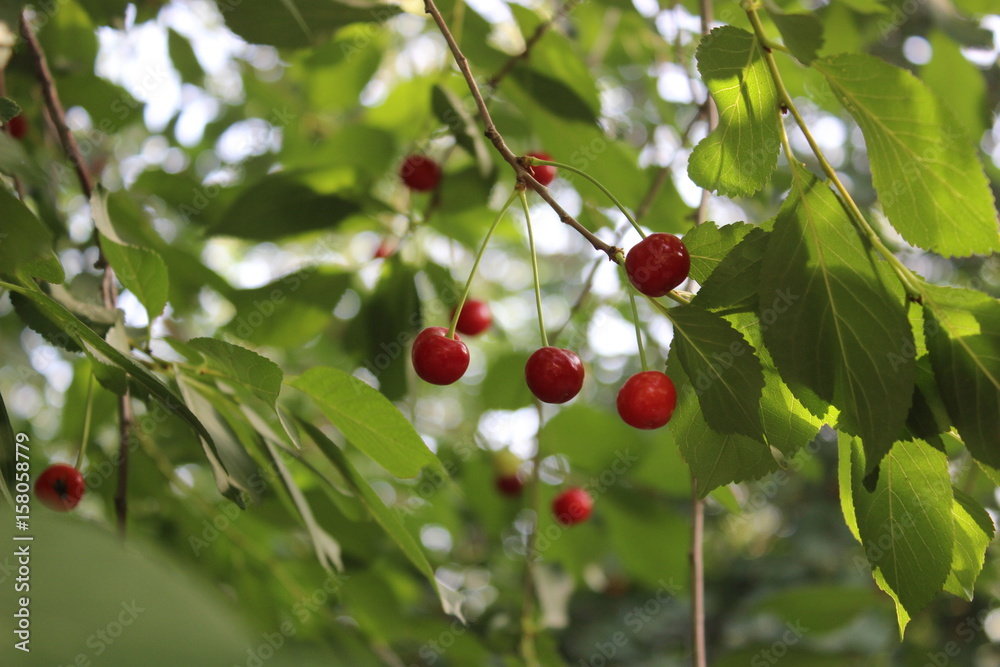 Sour cherries with leaves