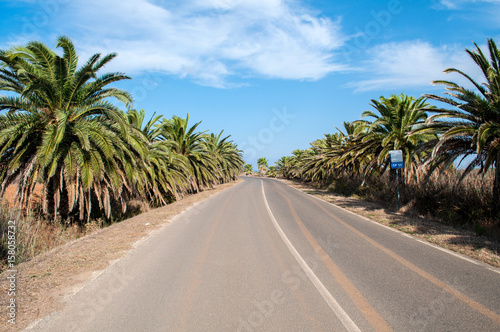 Road lined with palm trees to Is Arutas Beach, Sardninia