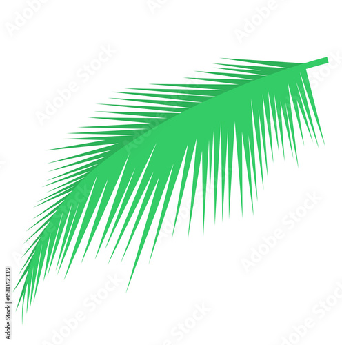 Palm leaf vector object