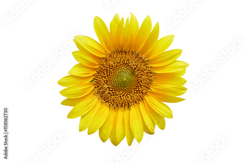 Beautiful sunflower as isolated background