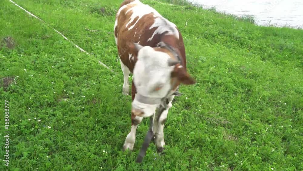 Closeup of a brown cow calf face. Closeup of a brown cow calf face.