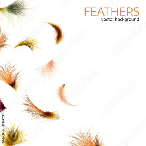 Vector illustration of colorful exotic feathers.