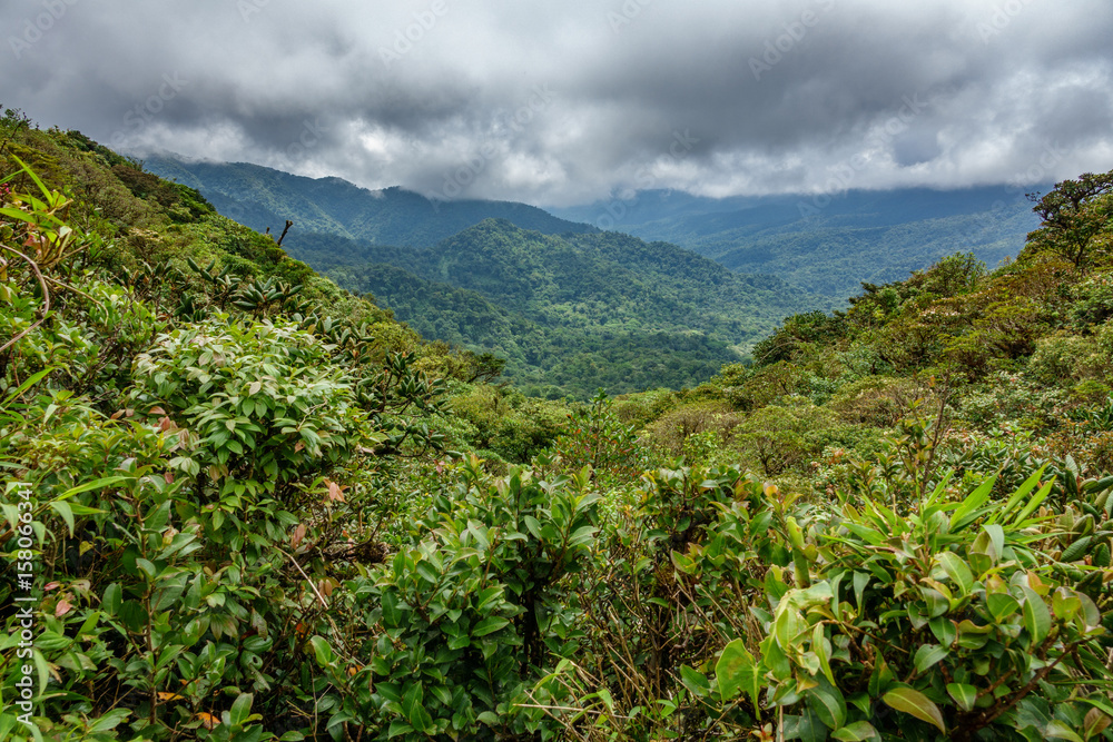Cloud forest covering Bosque Nuboso Monteverde, Costa Rica