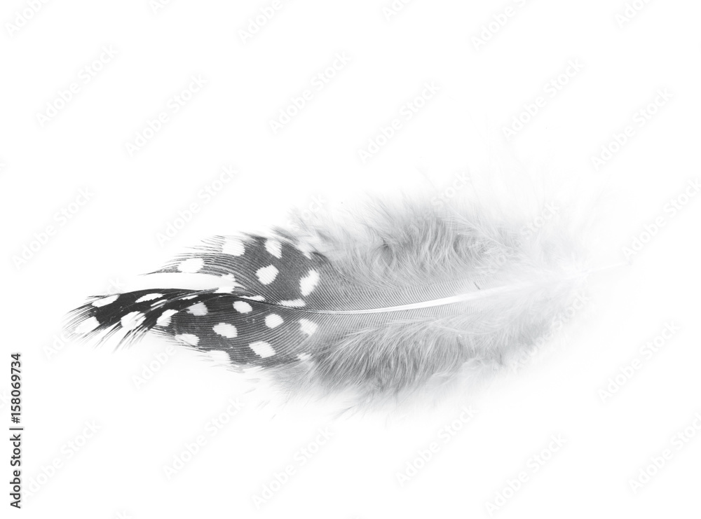 Obraz premium Decorational feather isolated