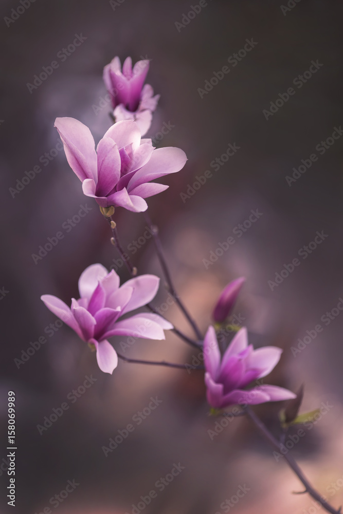 Fototapeta premium magnolia flowers