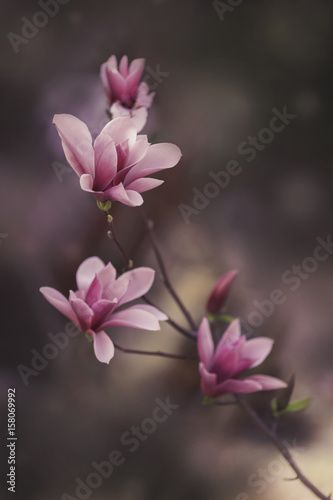 magnolia flowers